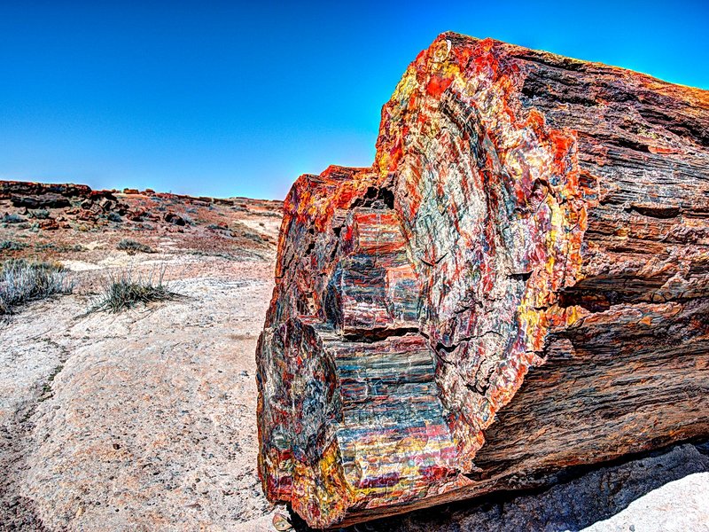 Petrified Forest, Arizona