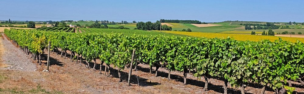 Le vignoble de Cognac