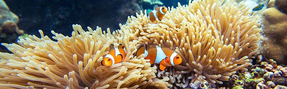 Explorer les fonds marins à Koh Rok
