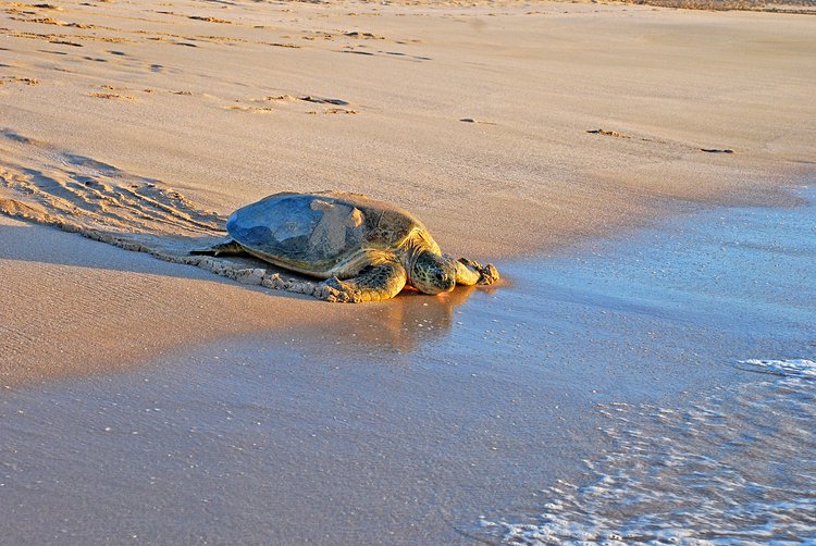 Ras al Jinz, la plage des tortues 3