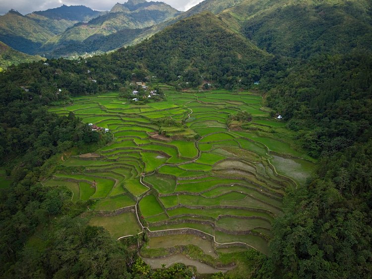 Province d'Ifugao et ses rizières 2