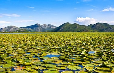 Nénuphars du lac de Skadar