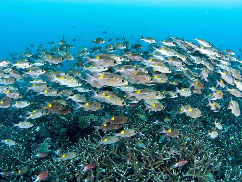Plonger dans le parc marin de Tubbataha