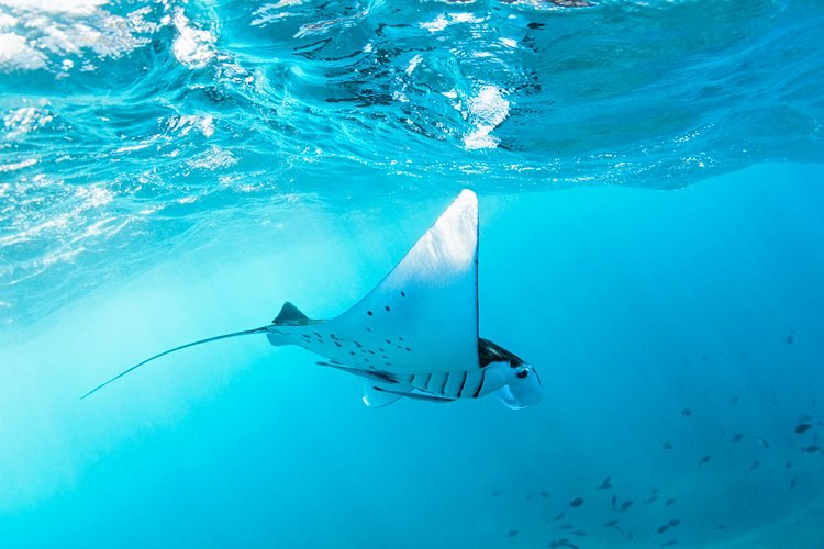 Les meilleurs spots de plongée de Phuket 3