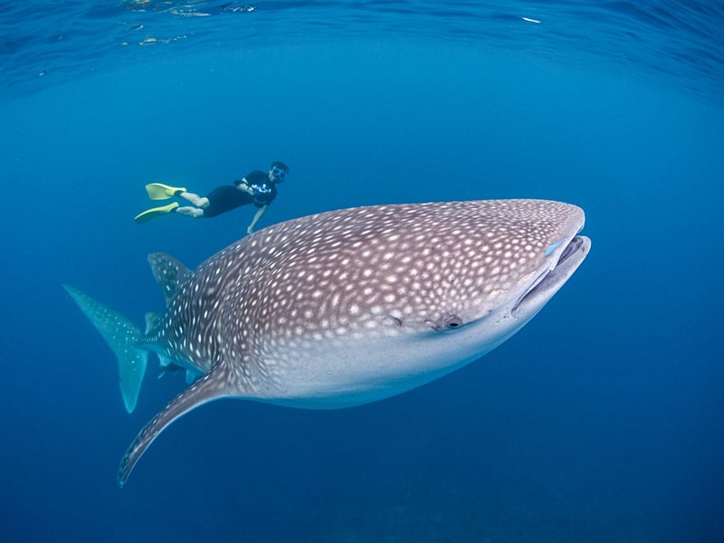 Rencontrer les requins-baleines