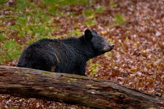 Parc national des Great Smoky Mountains