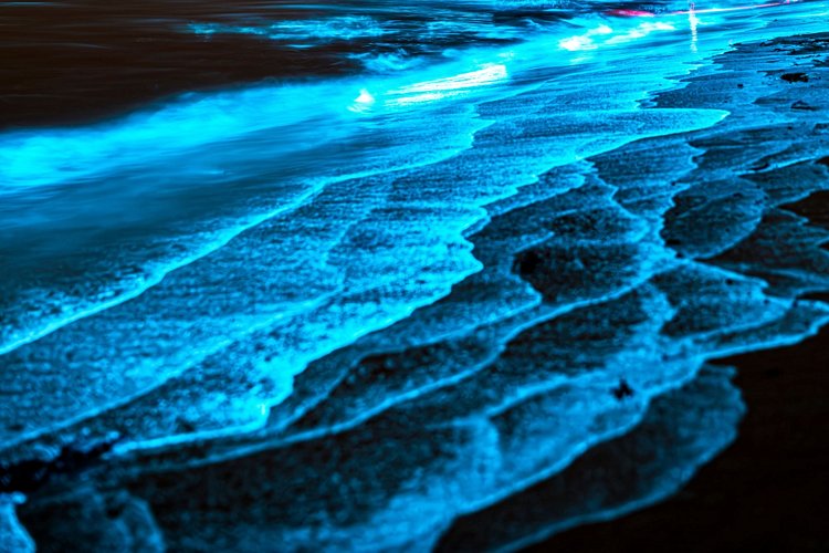 Bioluminescence – Maldives / Jamaïque / Haïti 3