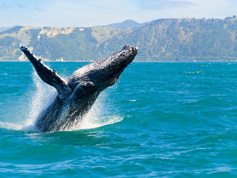 Kaikoura