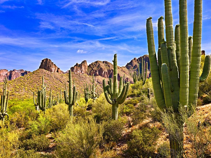 Saguaro, Arizona