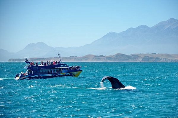 Observer les baleines à Kaikoura       