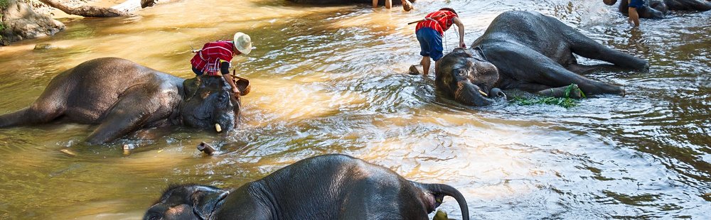 Le camp des éléphants de Mae Sa