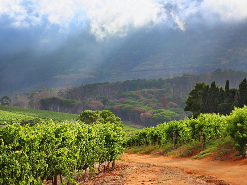 La route des Vins du Cap