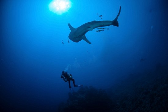 Nager avec les requins-baleines