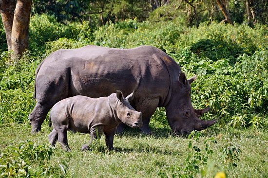 Réserve de rhinocéros de Ziwa