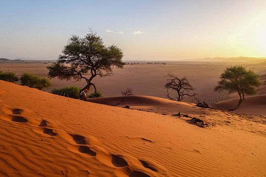 Dune Elim
