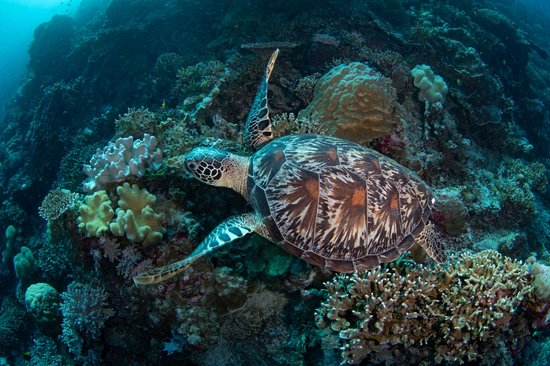 Wakatobi