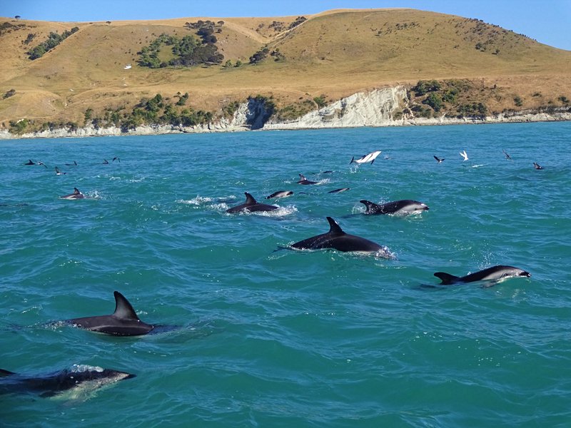 Kaikoura