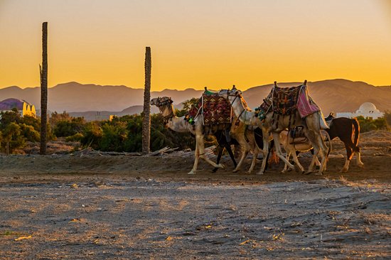 Wadi El Gamal National Park