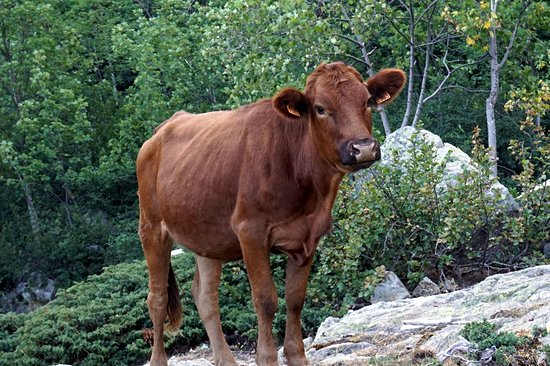 Forêt de Vizzavona