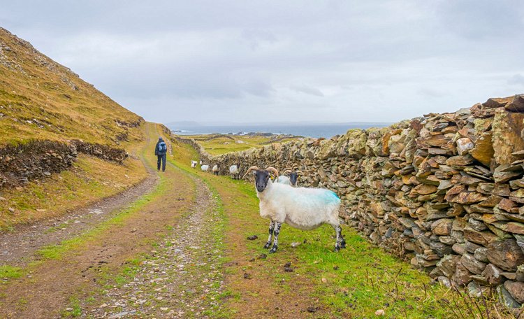 Inishbofin, l’île multifacettes 2