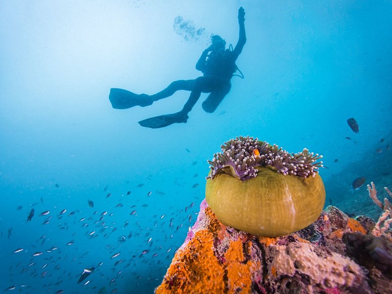 Explorer les fonds marins en plongée