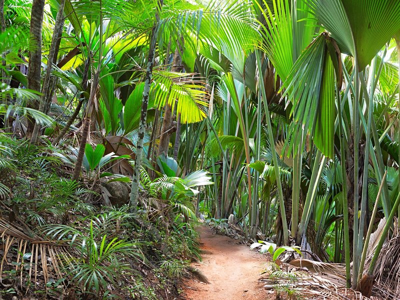 Vallée de Mai