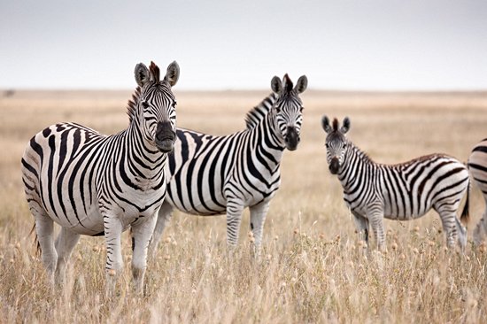 Parc national de Makgadikgadi Pans