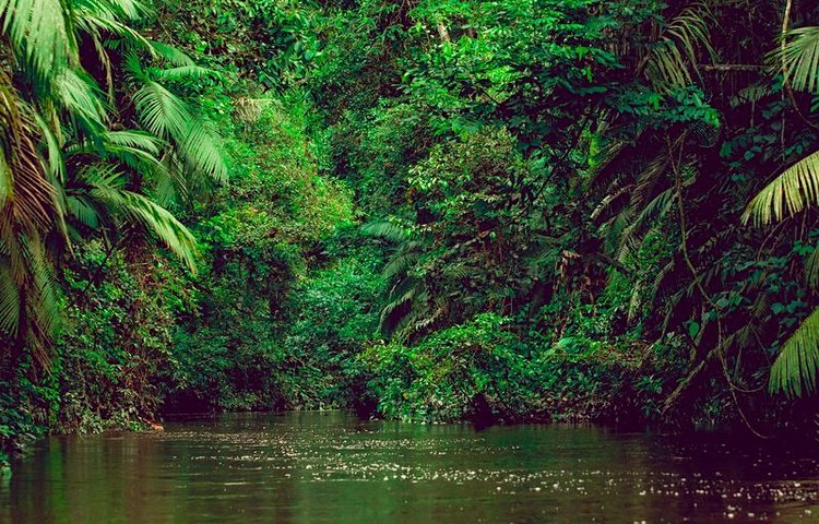 Le parc national Yasuni
