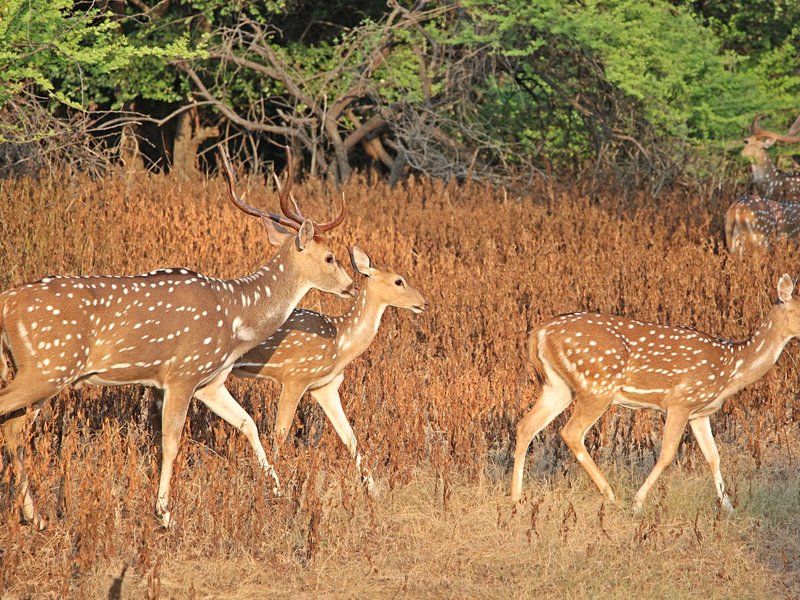 Parc national de Gir