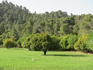 Réserve forestière de Dibbeen