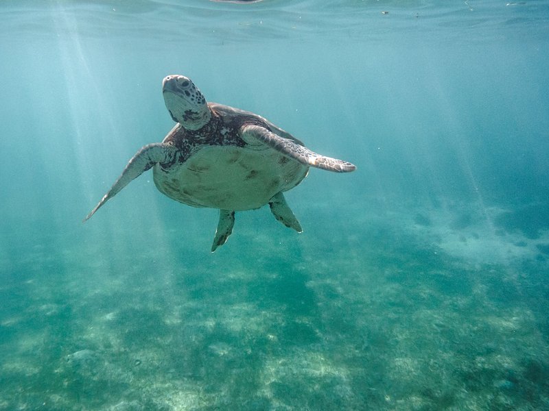 Voir des tortues en snorkeling