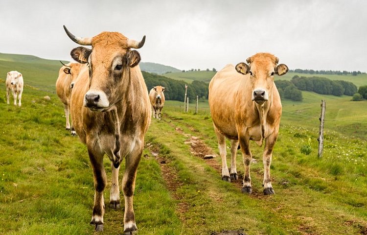 Vaches du plateau de l'Aubrac