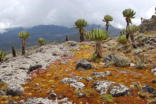 Mont Elgon