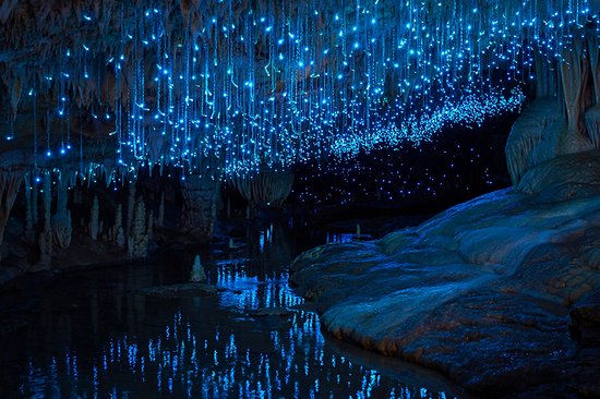 Visiter les grottes de Waitomo         
