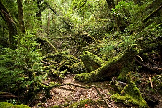 Île de Yakushima