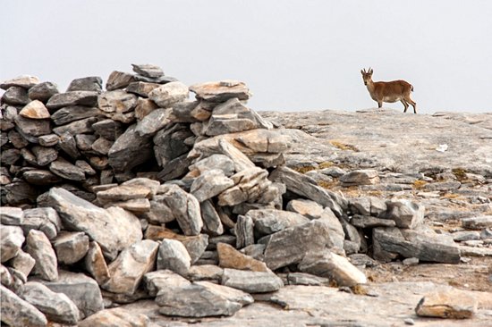 Parc naturel des Sierras de Tejeda, Almijara et Alhama