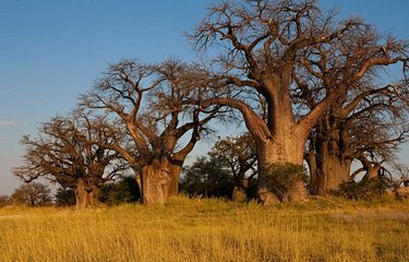 Baobabs du parc national de Nxai Pan