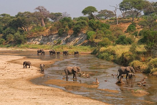 Observer les éléphants