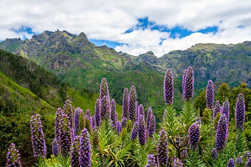 Découvrir les fleurs de Madère