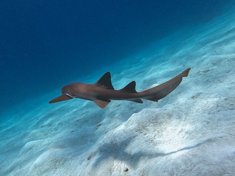 Mahahual
