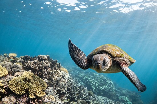 Récif de Ningaloo