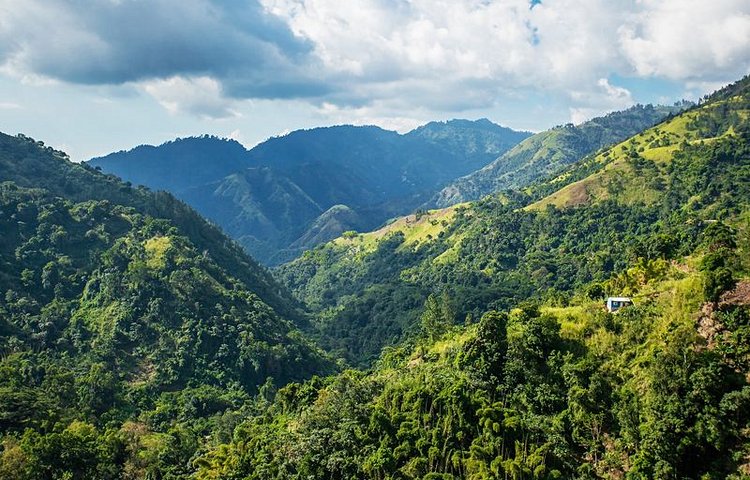 Les Blue Mountains et ses plantations de café