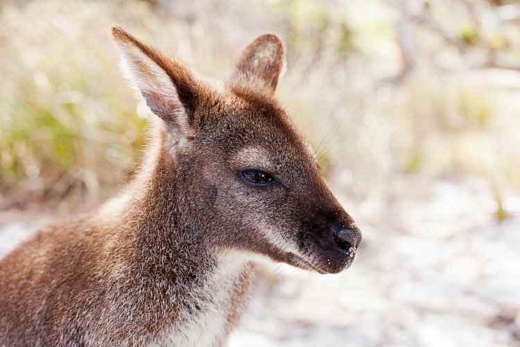 Parc National de Freycinet 3