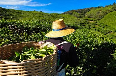 Plantation de thé dans les Cameron Highlands