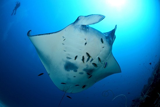 Manta Point