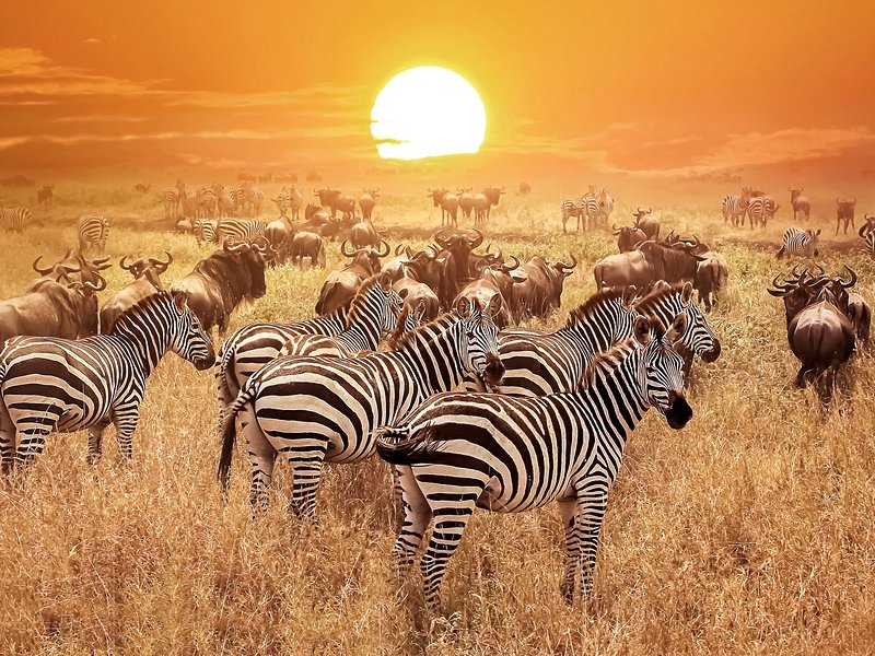 Parc national du Serengeti