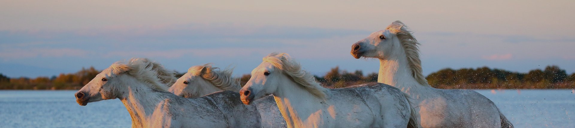 Camargue