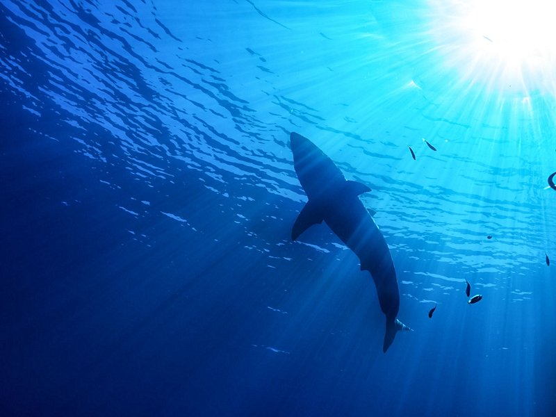 Isla Guadalupe