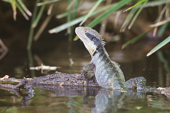 Parc national de Barrington Tops