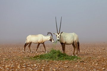 Sanctuaire de l'oryx arabe